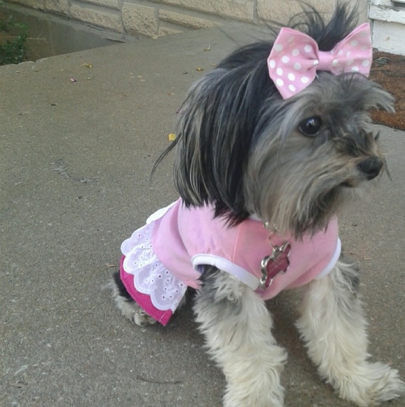 Meet your Posher, Dutches - Picture 6 of 6